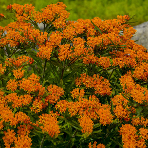 Asclepias tuberosa -Milkweed