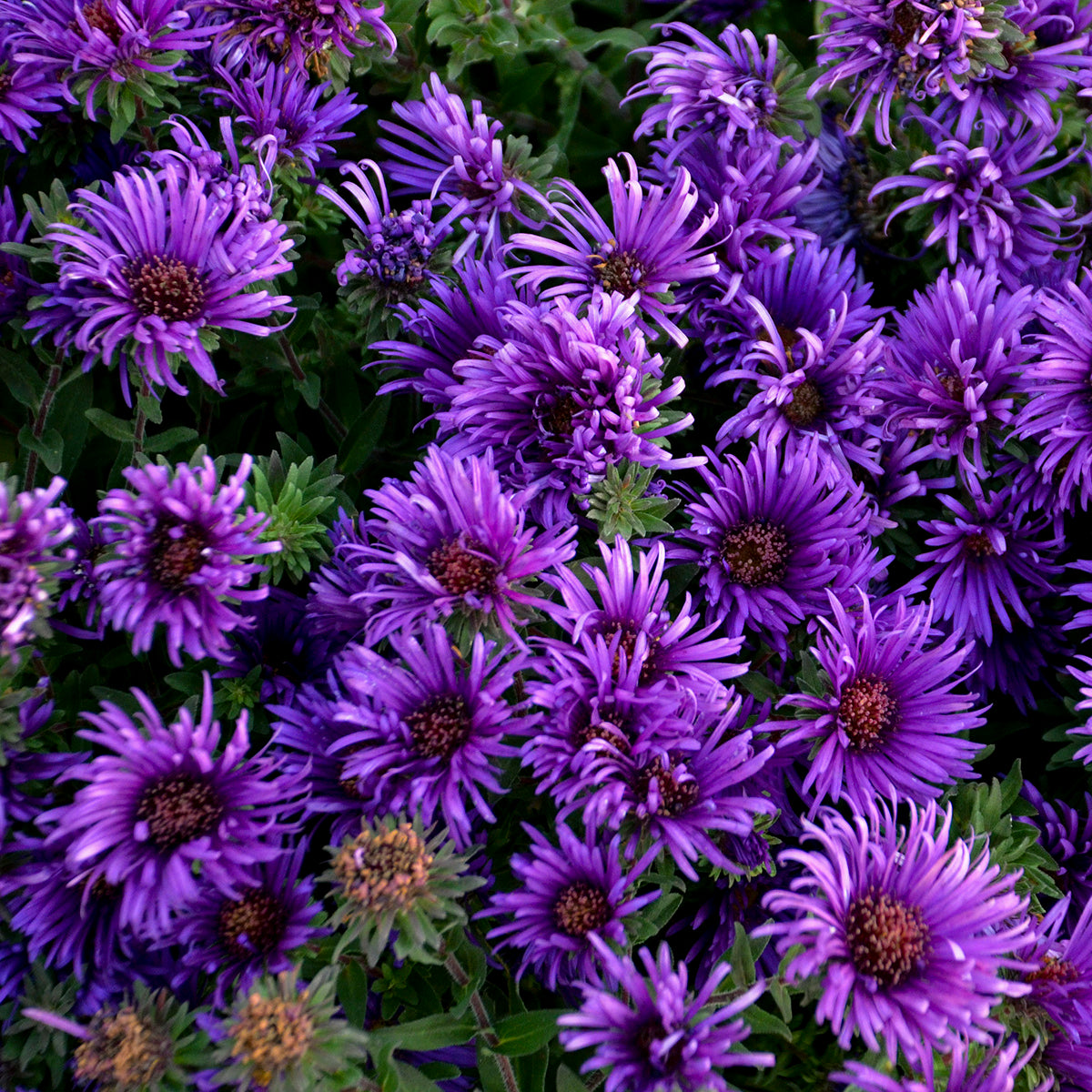 Aster novae-angliae 'Grape Crush'