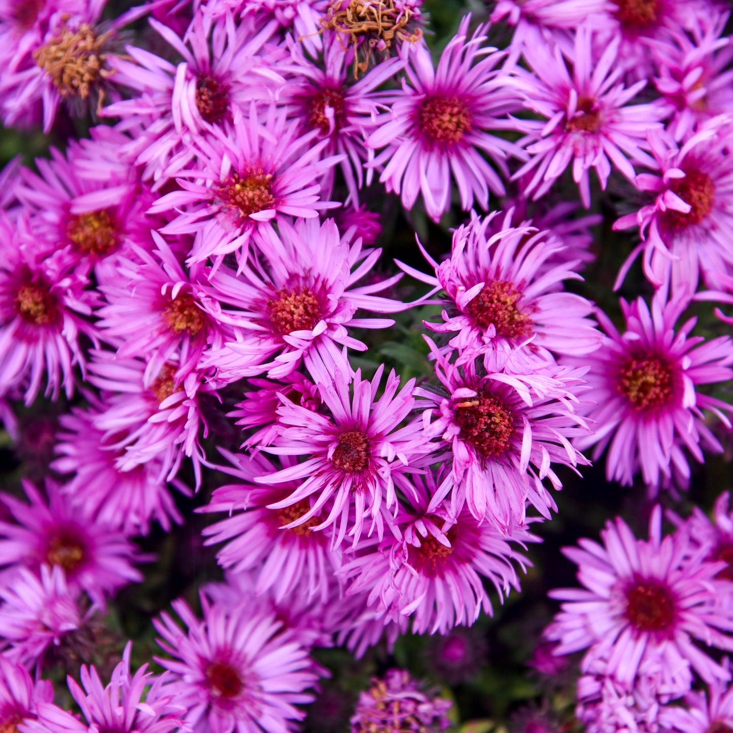 Aster novae-angliae 'Pink Crush'