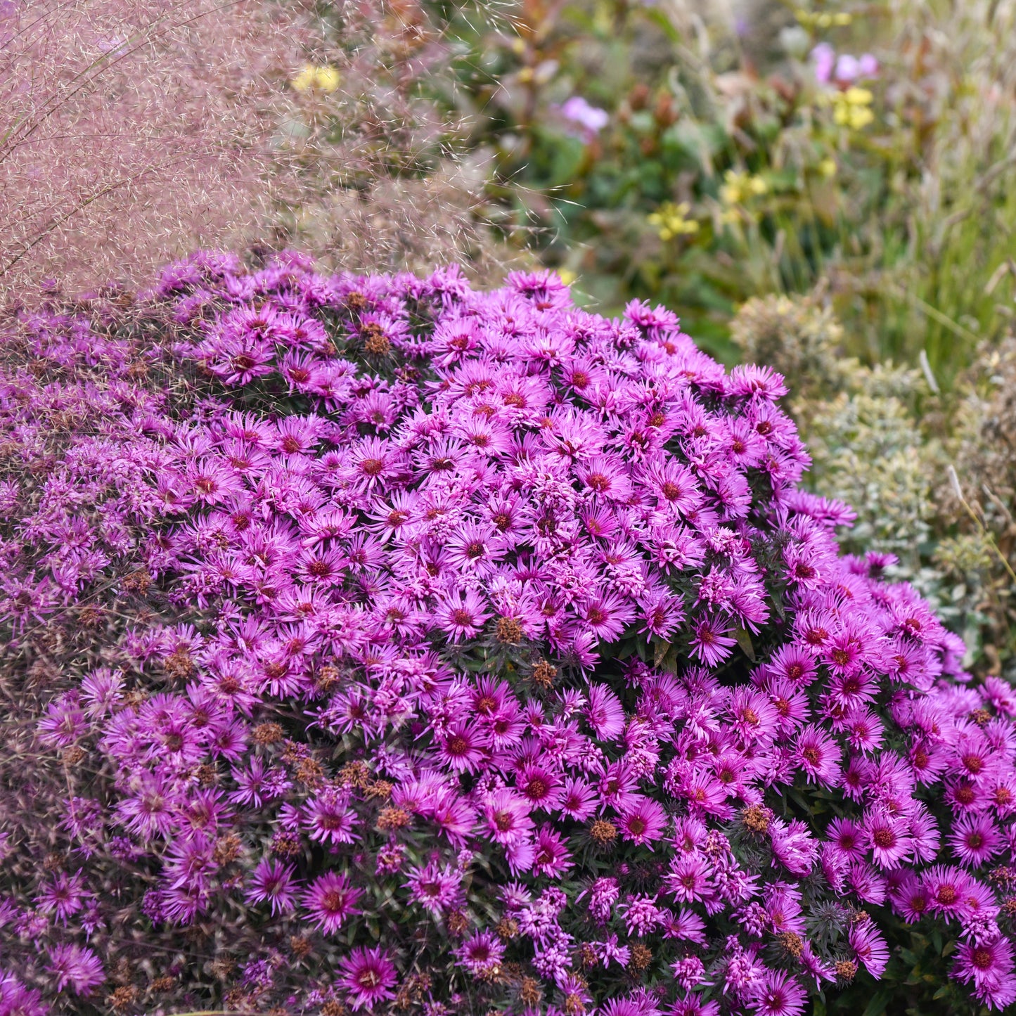 Aster novae-angliae 'Pink Crush'