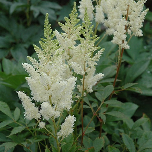 Astilbe Gloria White - Astilbe x arendsii