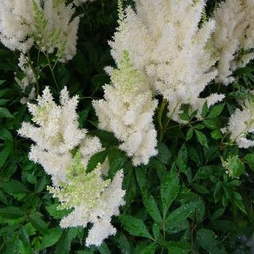 Astilbe Gloria White - Astilbe x arendsii
