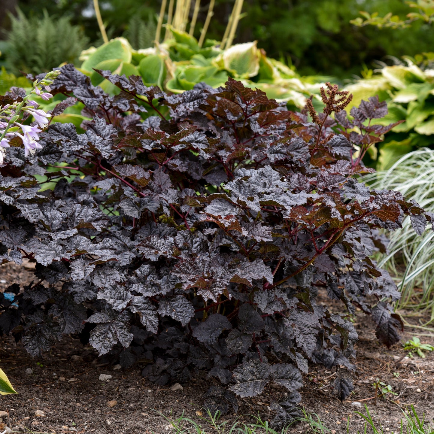 Astilbe - Dark Side of the Moon