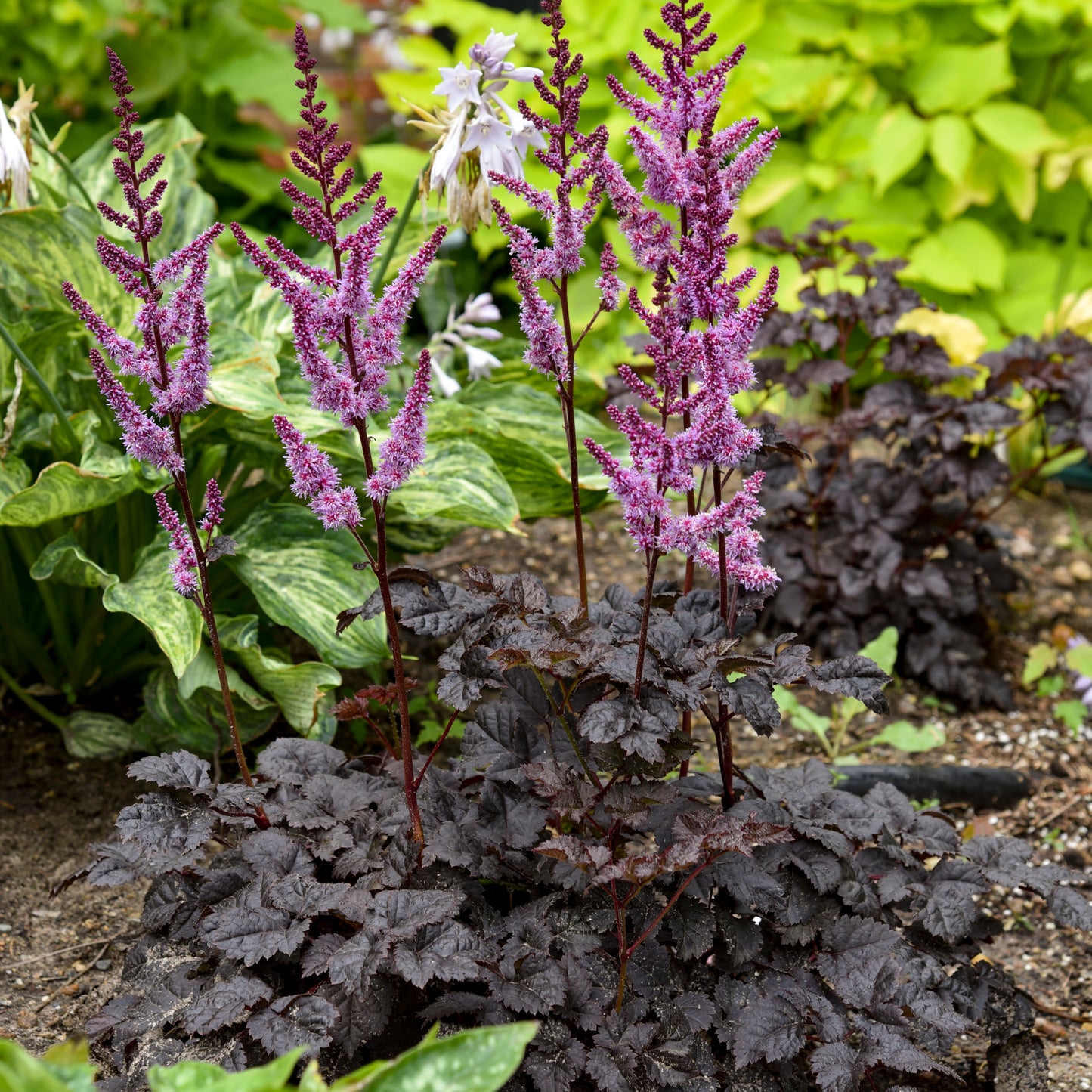 Astilbe - Dark Side of the Moon