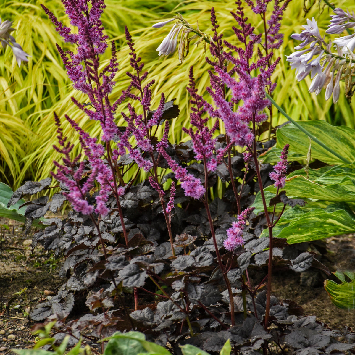 Astilbe - Dark Side of the Moon