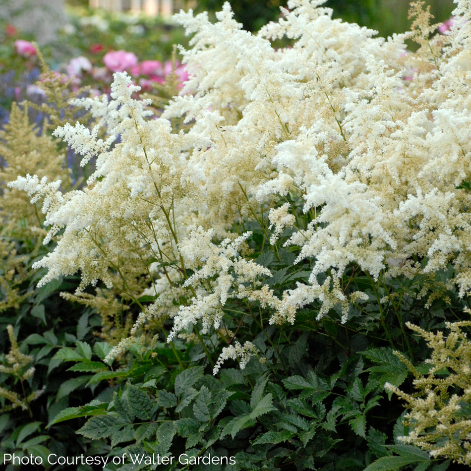 Astilbe 'Deutschland' - White Japanese Astilbe