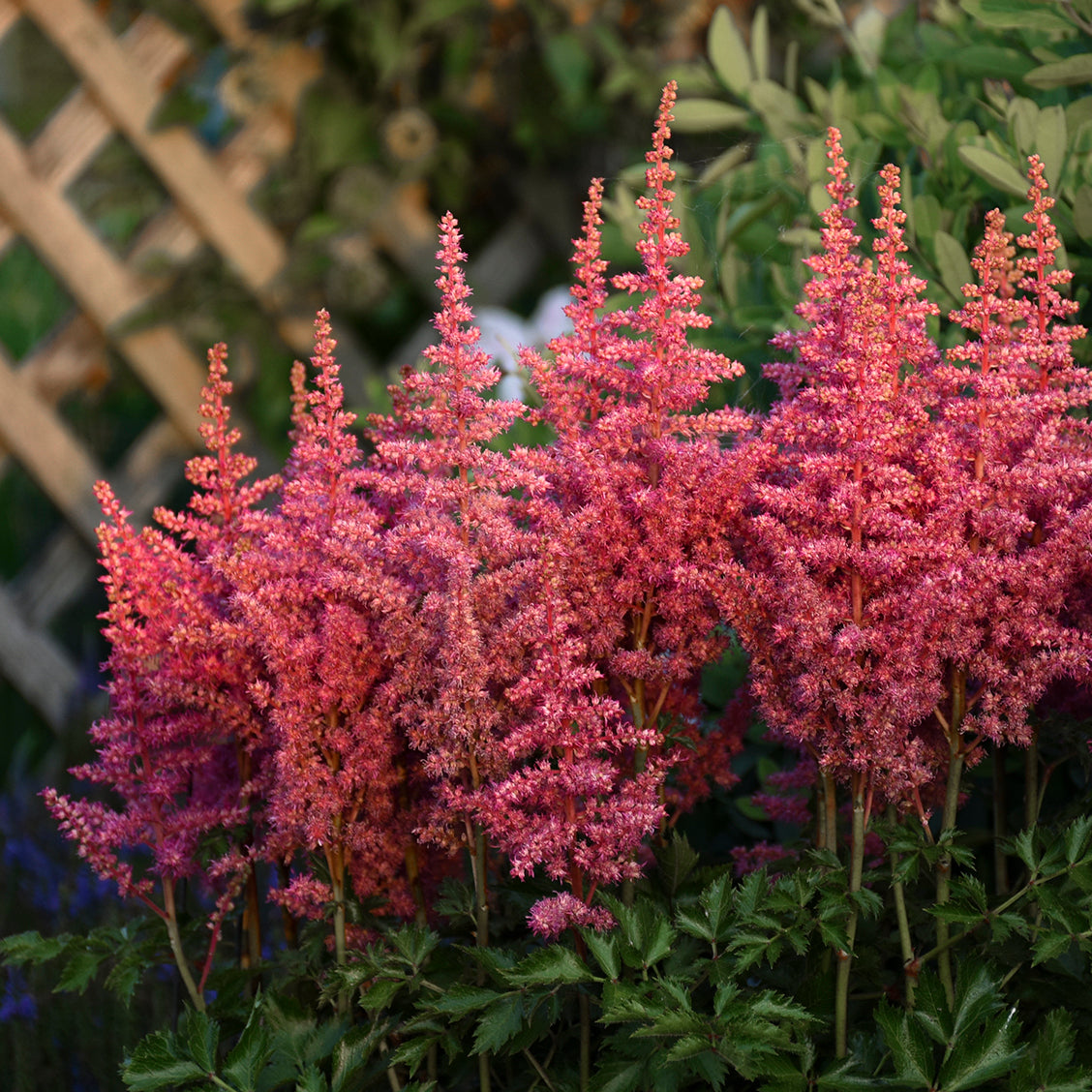 Astilbe Raspberry Astilbe 'Rise and Shine' - Hybrid Astilbe – New Blooms Nursery