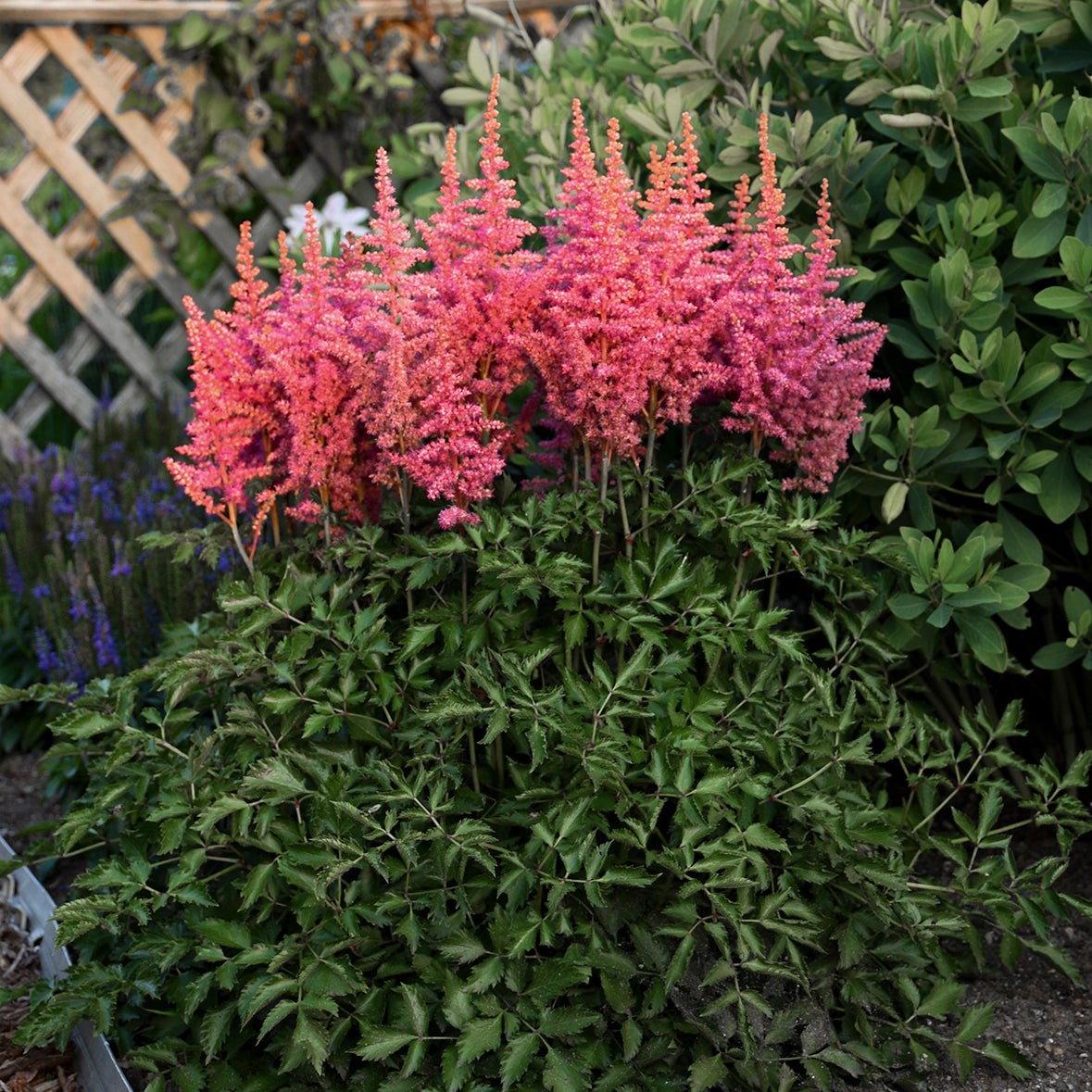 Astilbe 'Rise and Shine' - Hybrid Astilbe