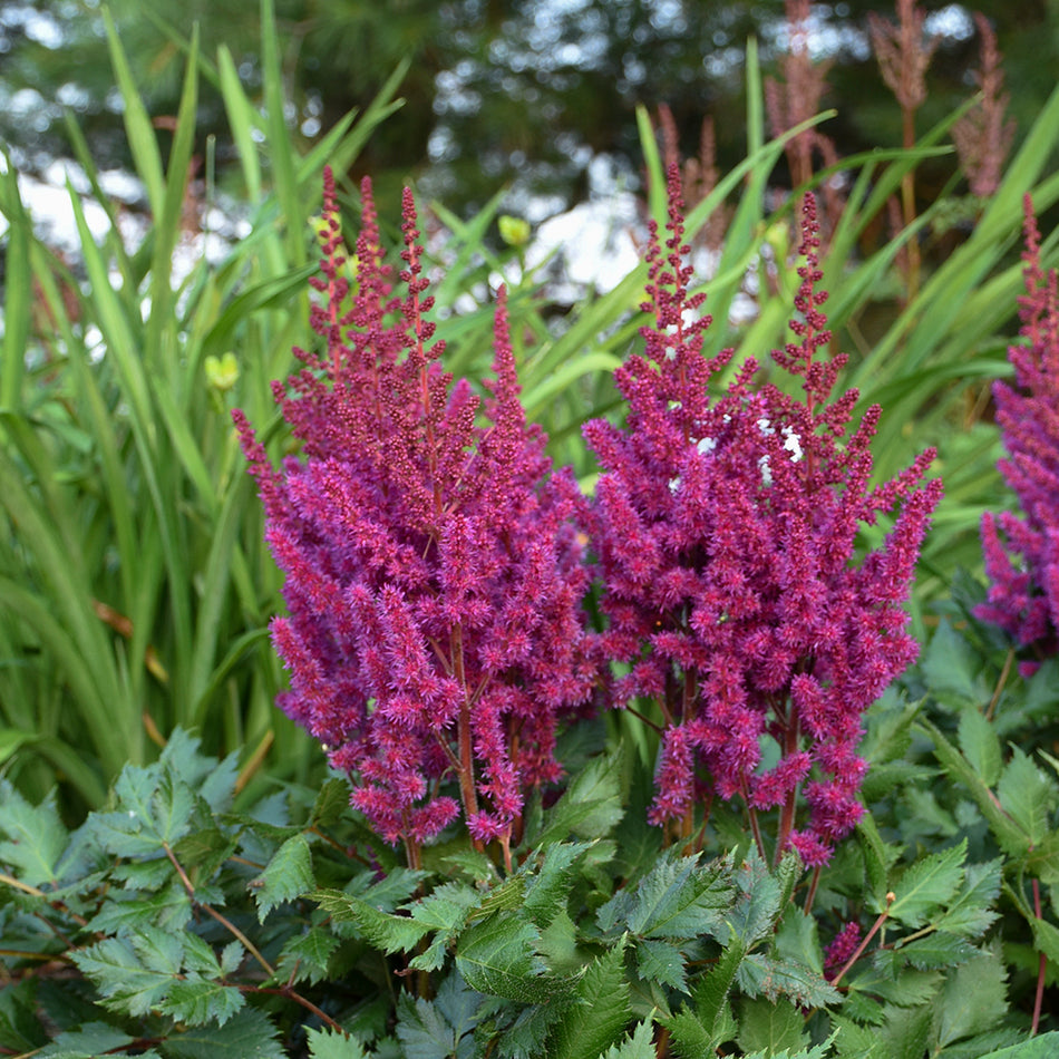 Astilbe - Vision in Red