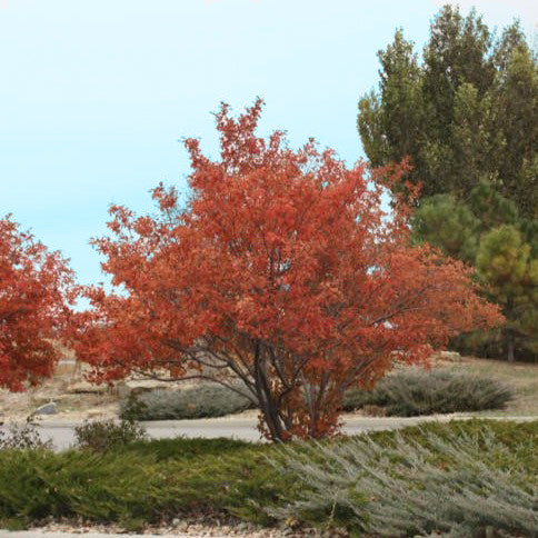 Autumn Brilliance Serviceberry – New Blooms Nursery