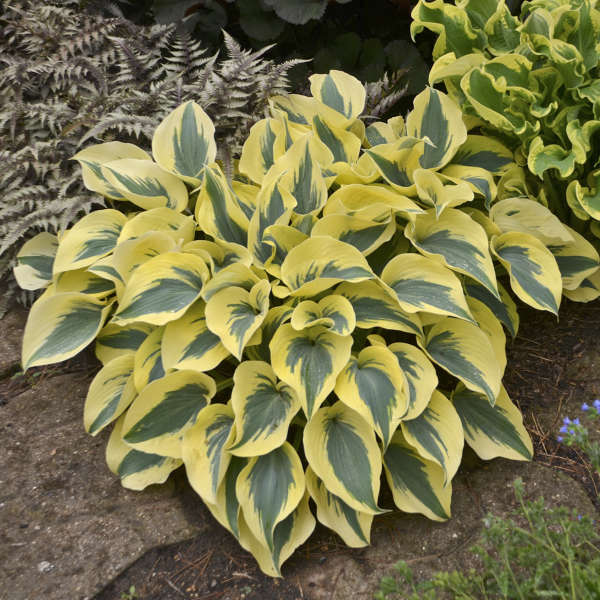 Shadowland Autumn Frost Hosta