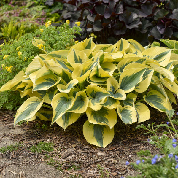 Shadowland Autumn Frost Hosta