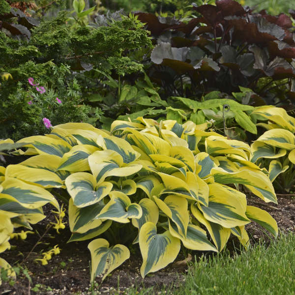Shadowland Autumn Frost Hosta