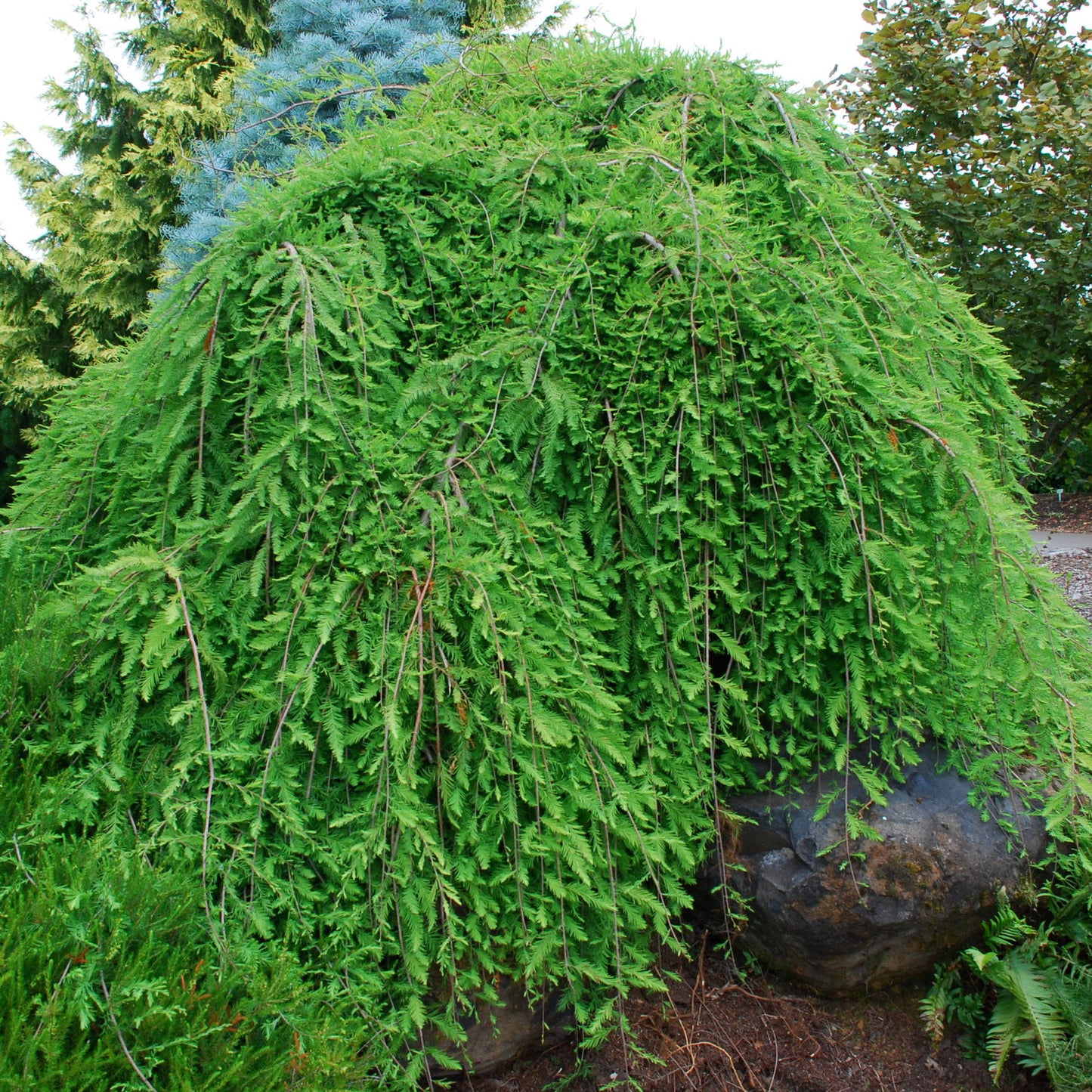 Bald Cypress ' Falling Waters'
