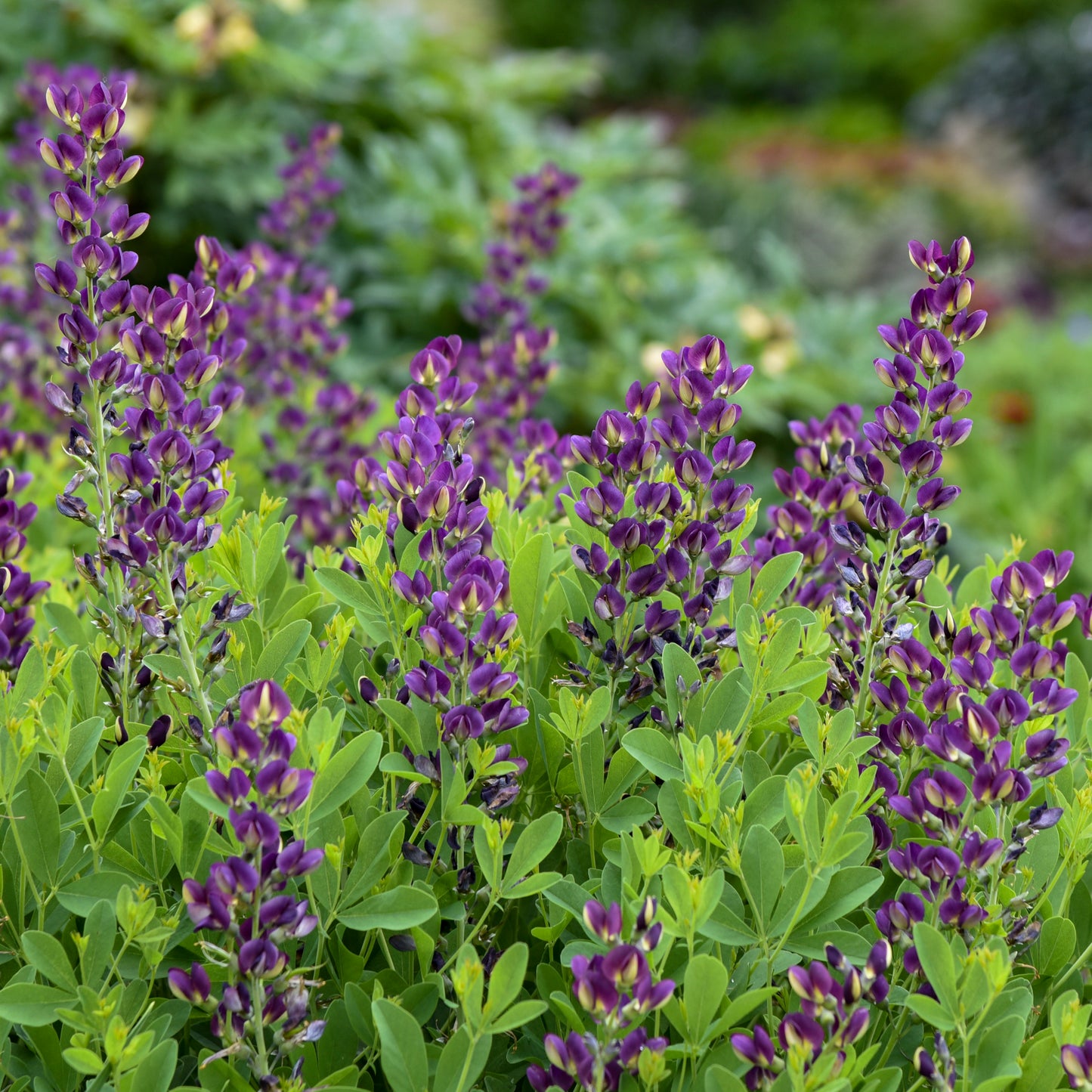 Baptisia 'Grape Taffy'