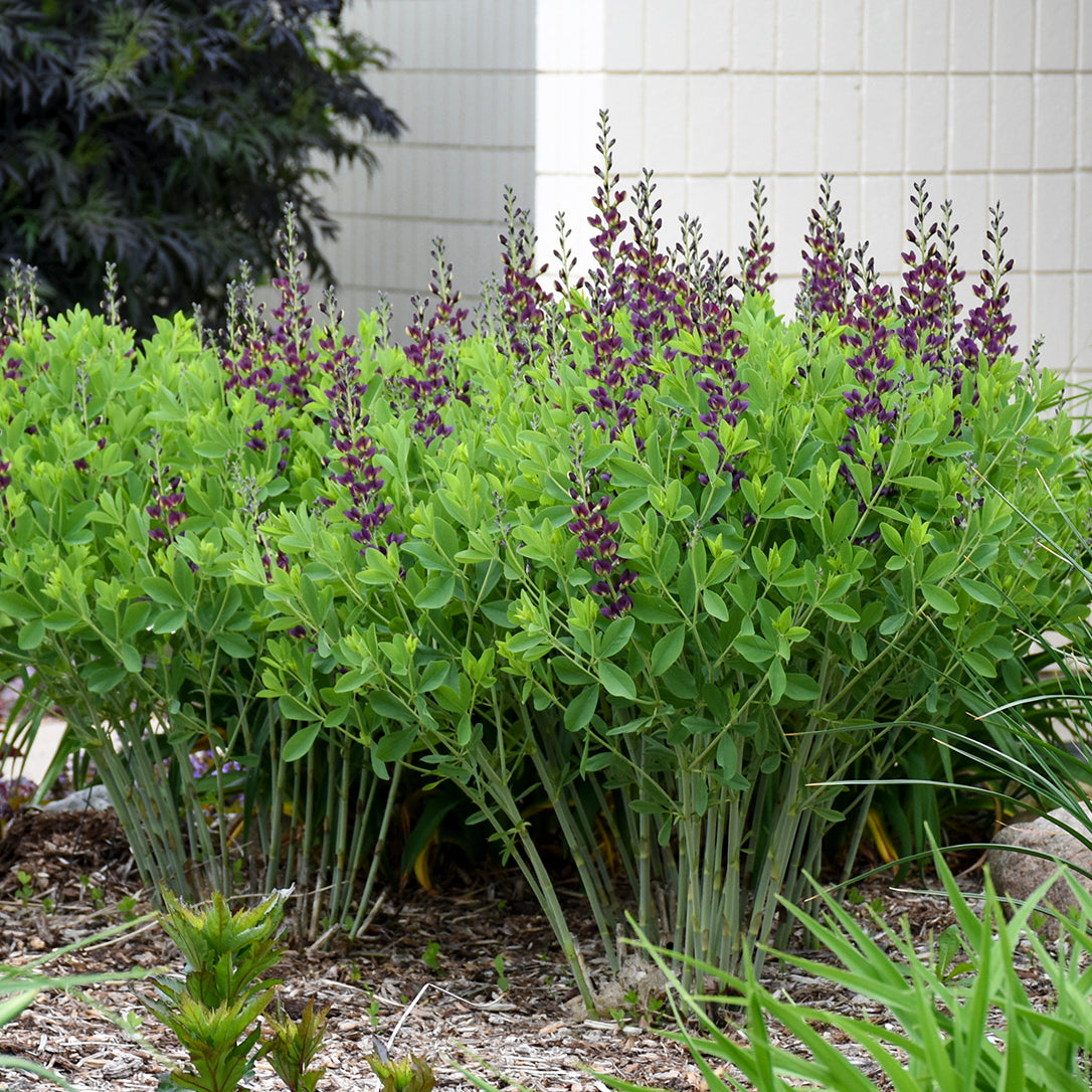 Baptisia 'Grape Taffy'