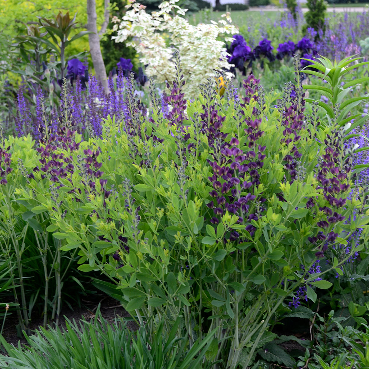 Baptisia 'Grape Taffy' - Thumbnail 5