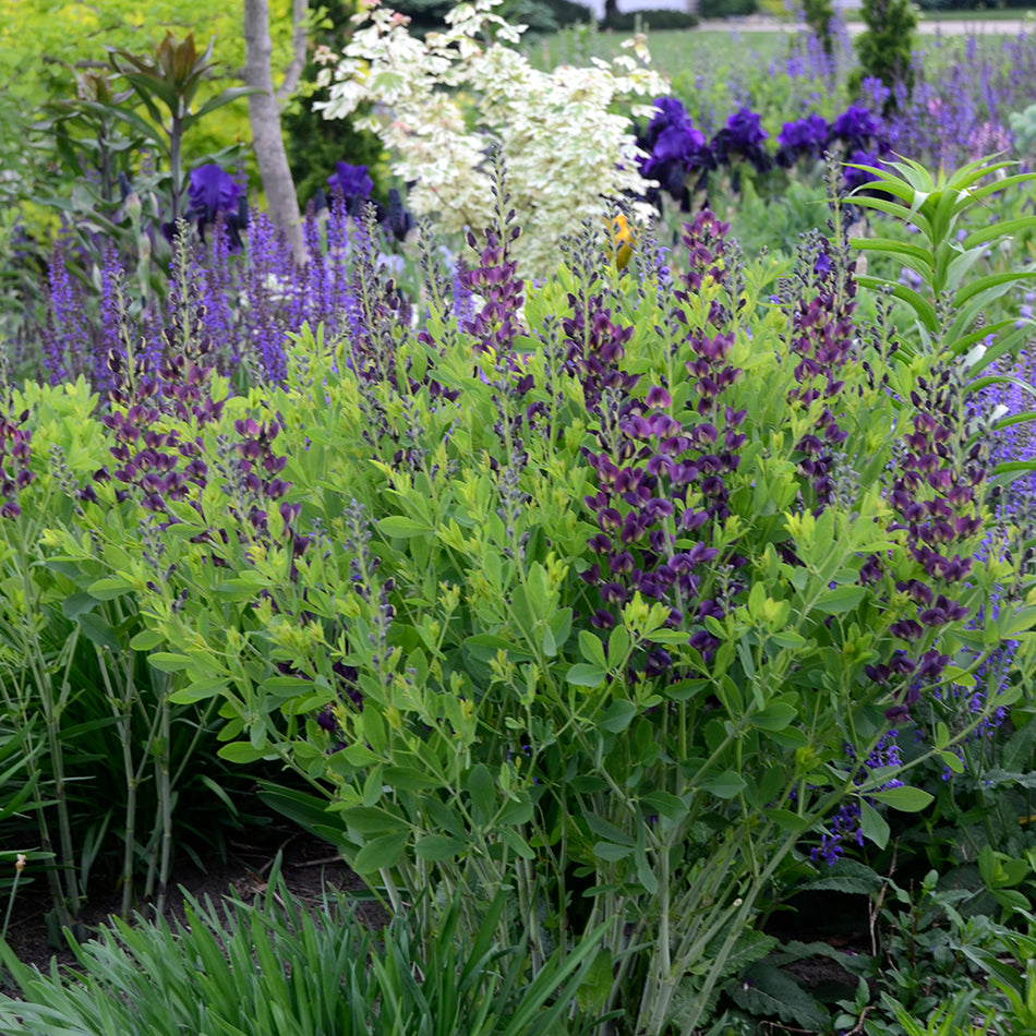 Baptisia 'Grape Taffy'