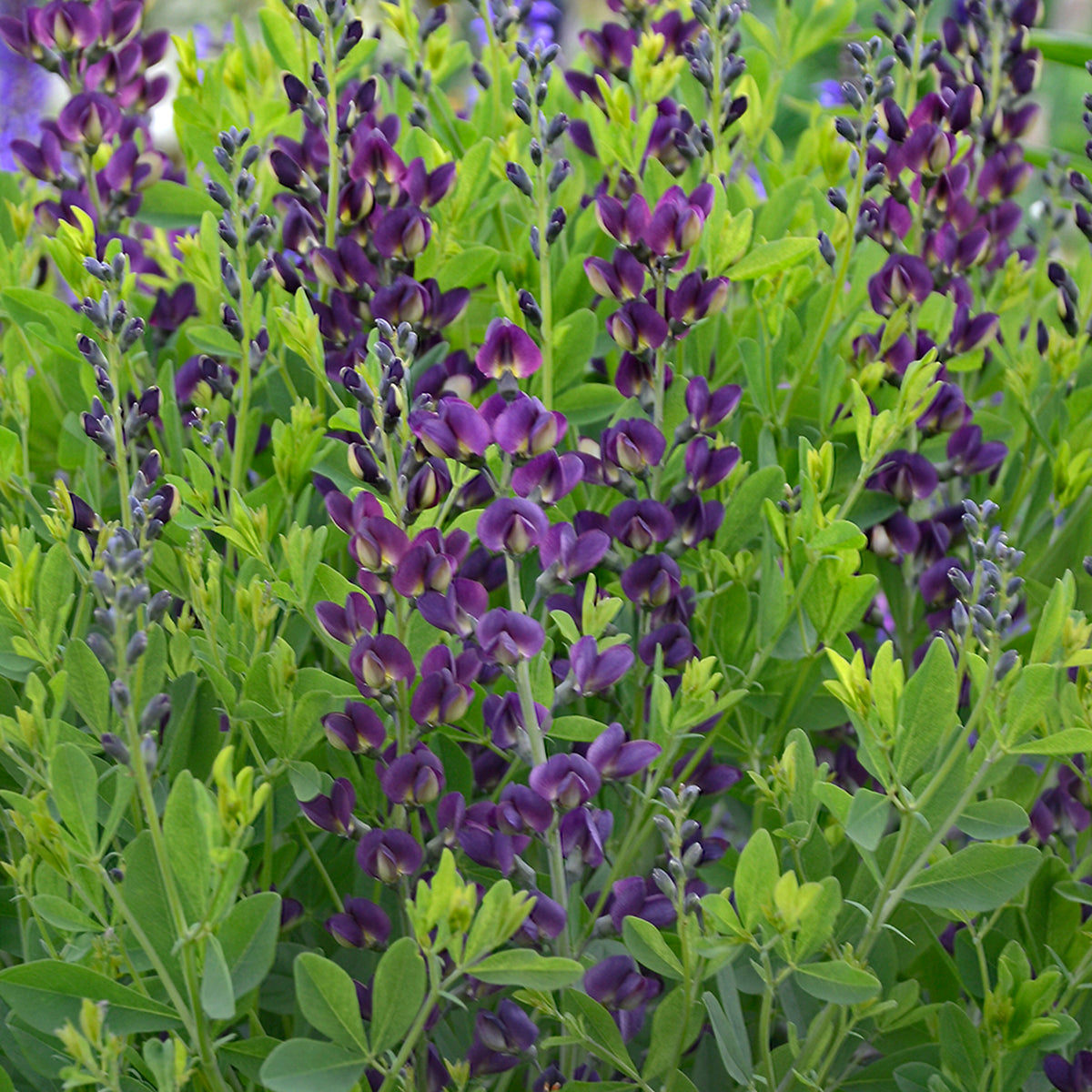 Baptisia 'Grape Taffy'