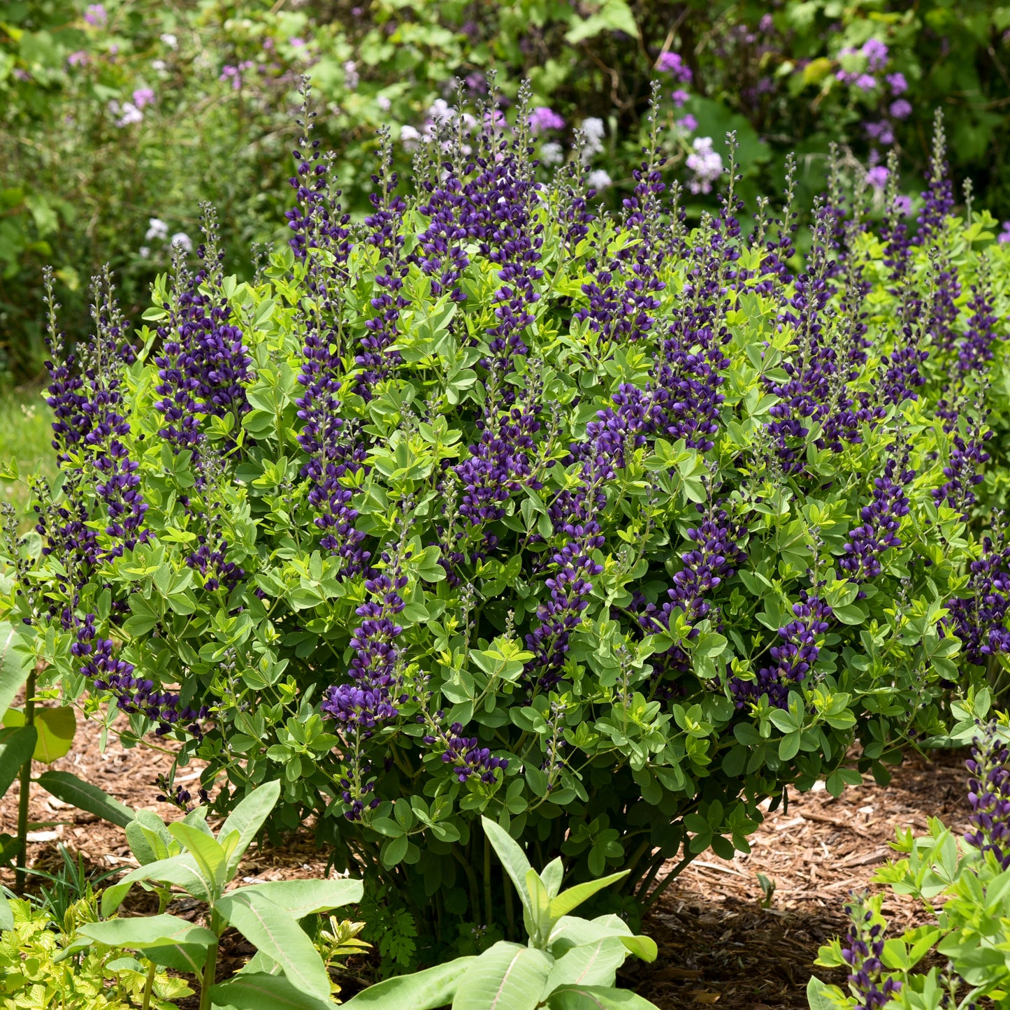 Baptisia 'Grape Taffy'