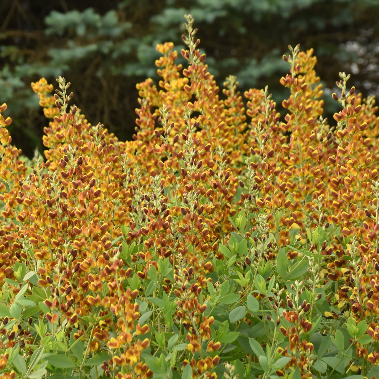 Baptisia 'Honey Roasted'