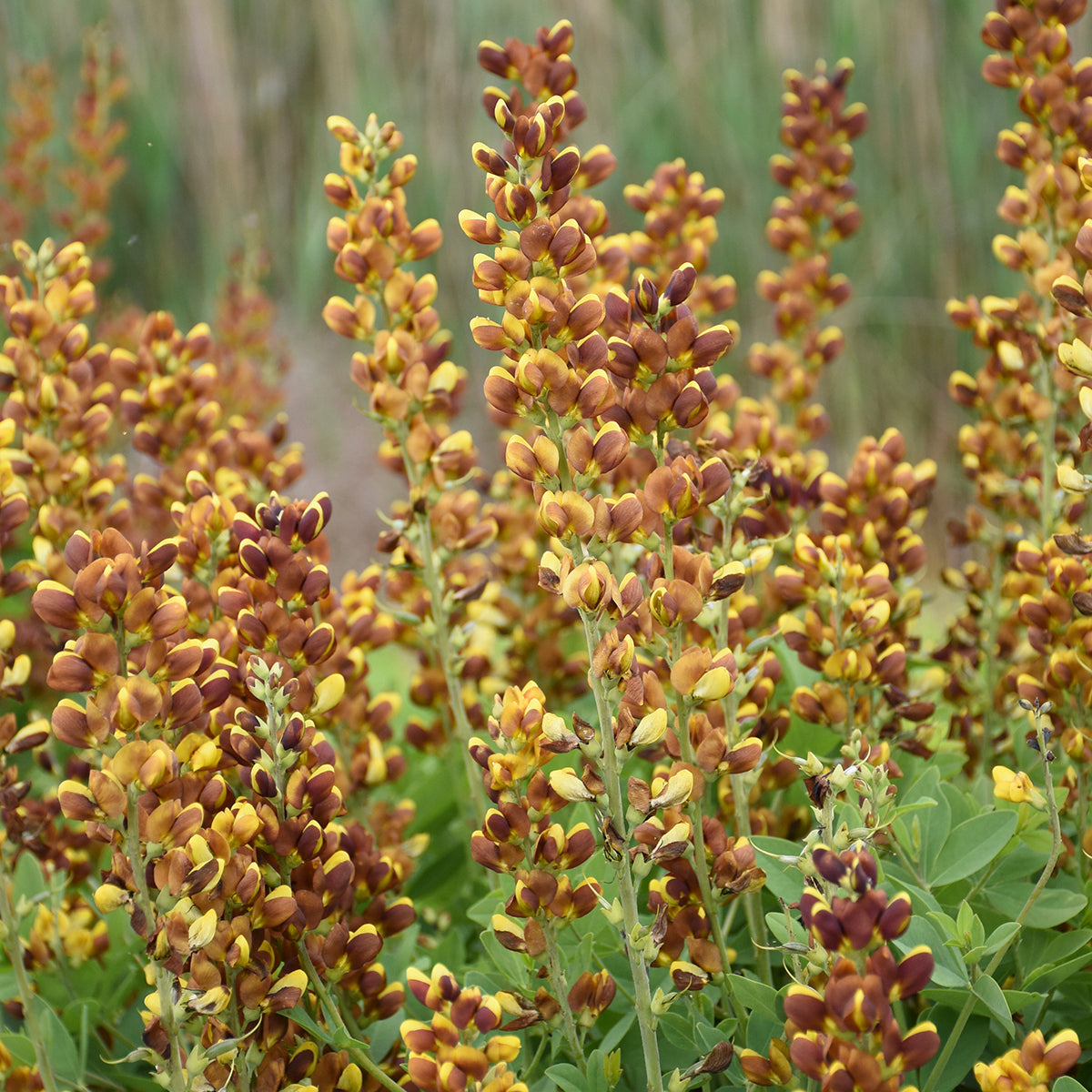 Baptisia 'Honey Roasted'