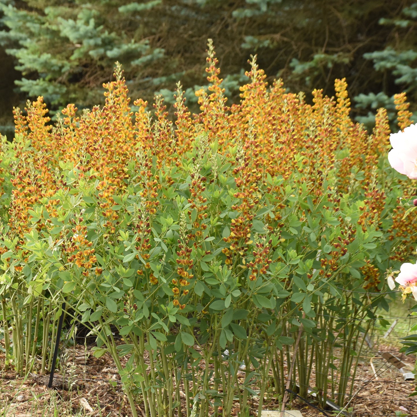 Baptisia 'Honey Roasted'
