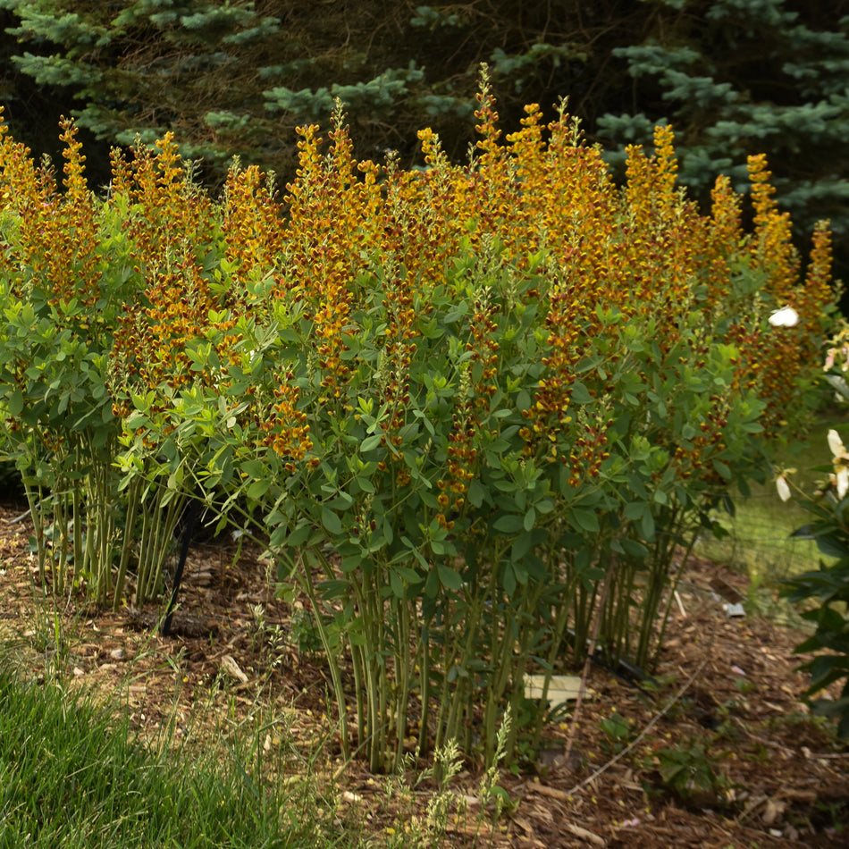 Baptisia 'Honey Roasted'