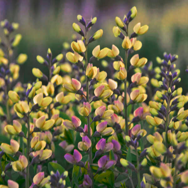 Baptisia 'Pink Lemonade'