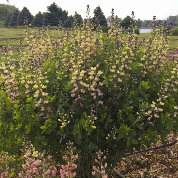 Baptisia 'Pink Lemonade'