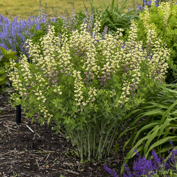 Baptisia 'Pink Lemonade'