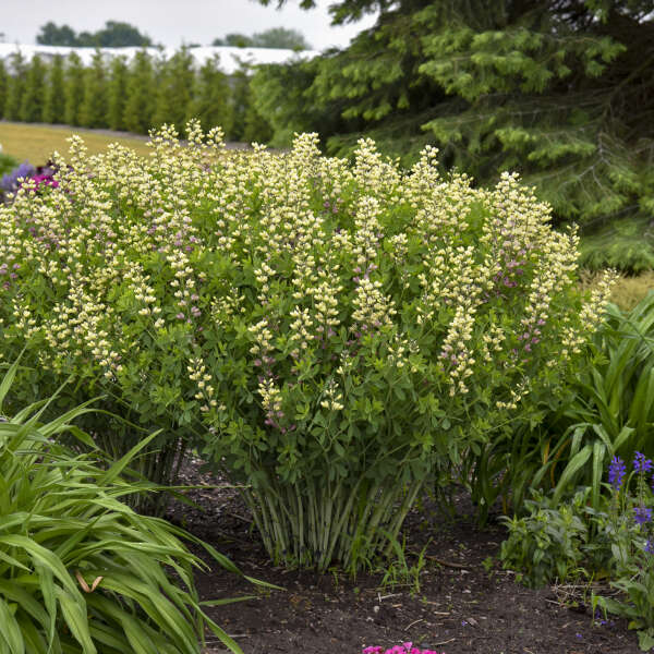 Baptisia 'Pink Lemonade'