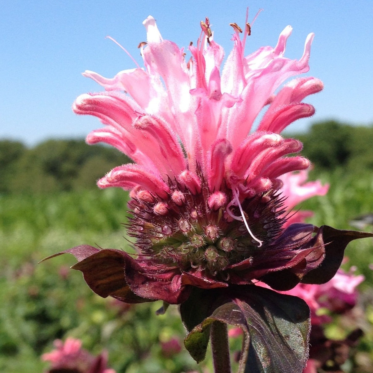 Monarda Bee-You Bee Lieve - Bee Balm