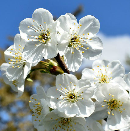 Bing Cherry Tree