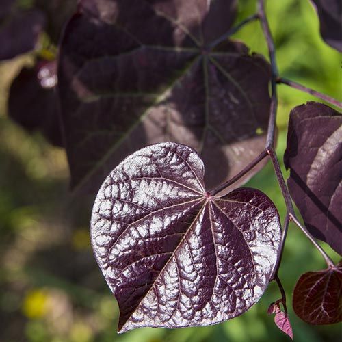Black Pearl Redbud - Cercis x 'JN16'