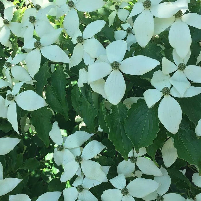 Blue Ray Kousa Dogwood