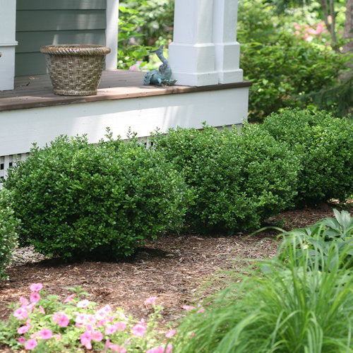 Sprinter® Boxwood