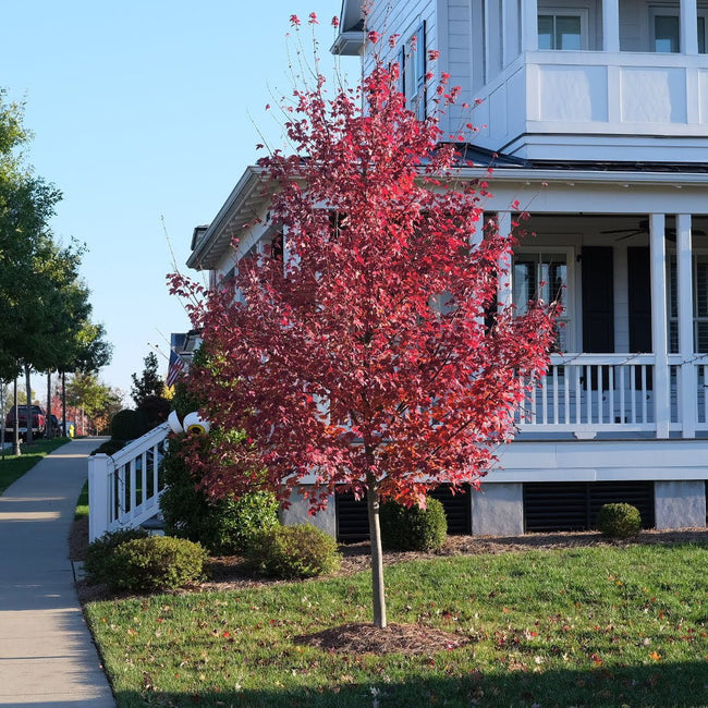 Brandywine Red Maple