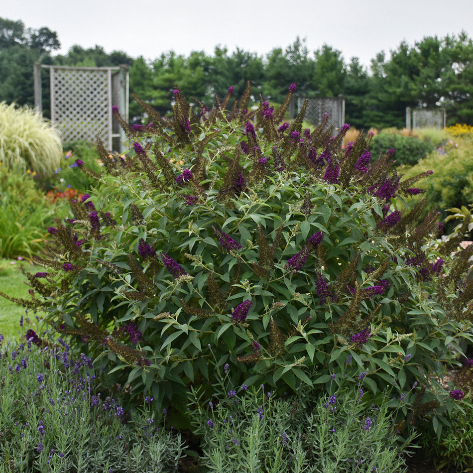 Buddleia ' Dark Dynasty' MONARCH® Collection