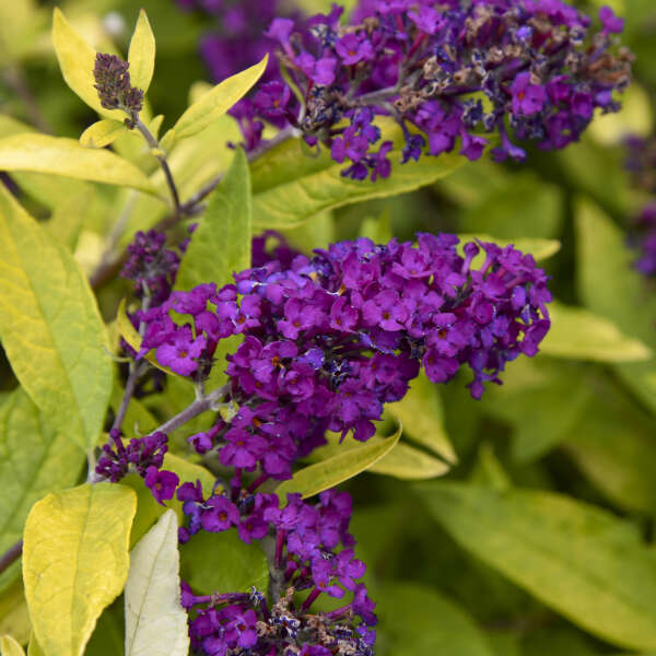 Buddleia 'Gold Drop' Humdinger® Collection