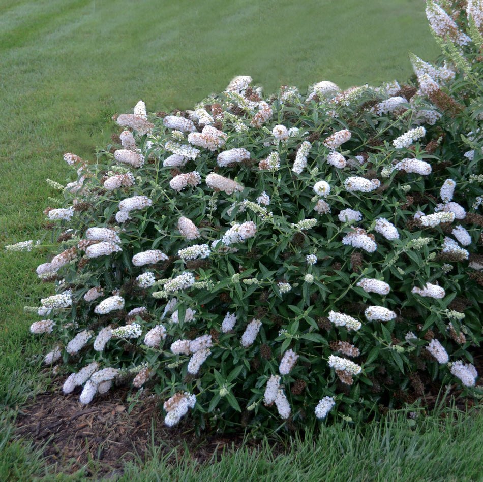 Buddleia 'Little Angel' Humdinger® Collection