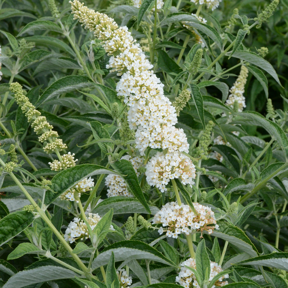 Buddleia 'Little Angel' Humdinger® Collection