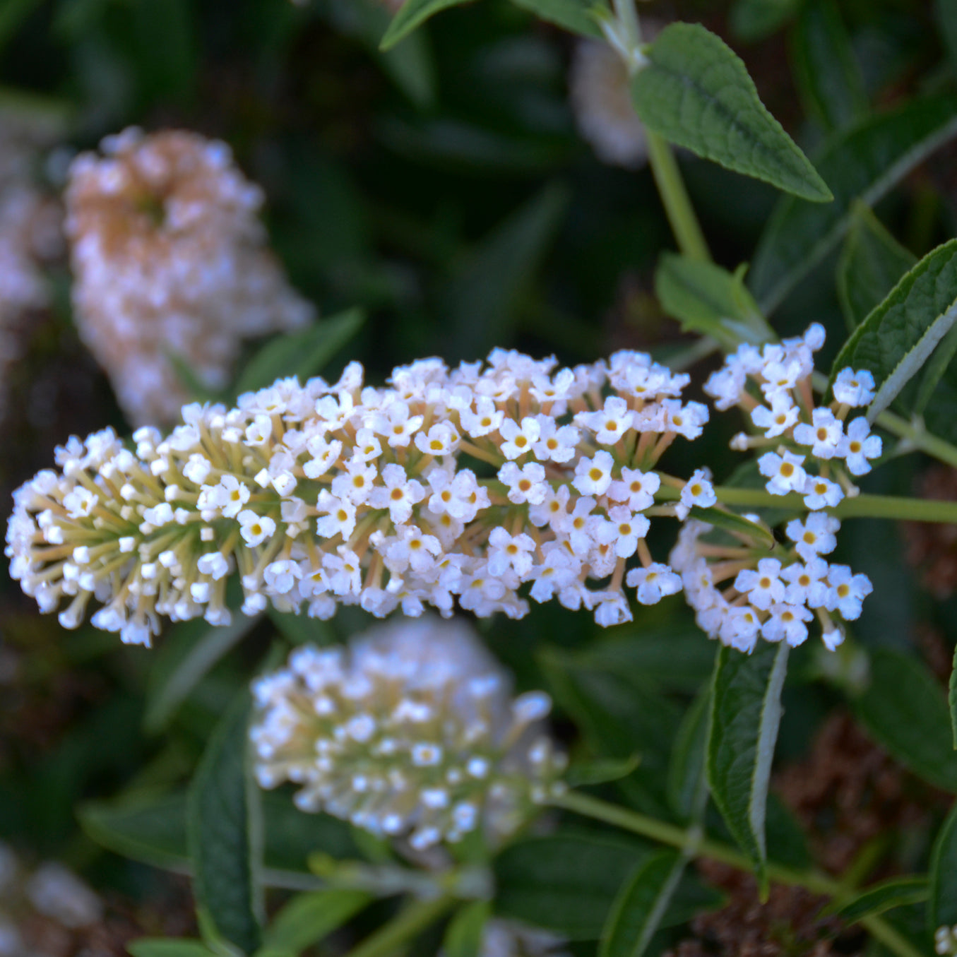 Buddleia 'Little Angel' Humdinger® Collection
