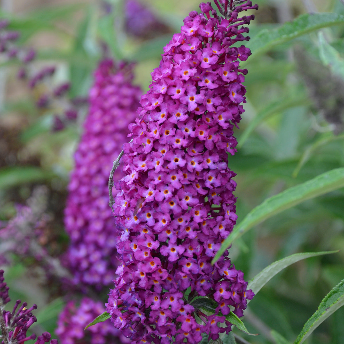 Buddleia 'Magenta Muchkin' Humdinger® Collection