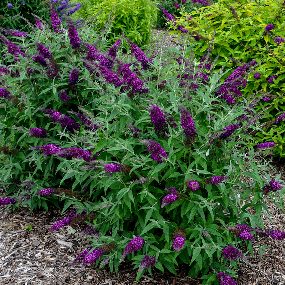 munchkin potted plant Buddleia 'Magenta Muchkin' Humdinger® Collection – New Blooms Nursery