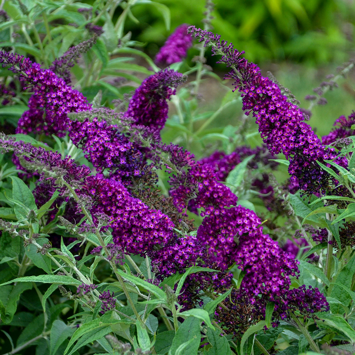 Buddleia 'Magenta Muchkin' Humdinger® Collection