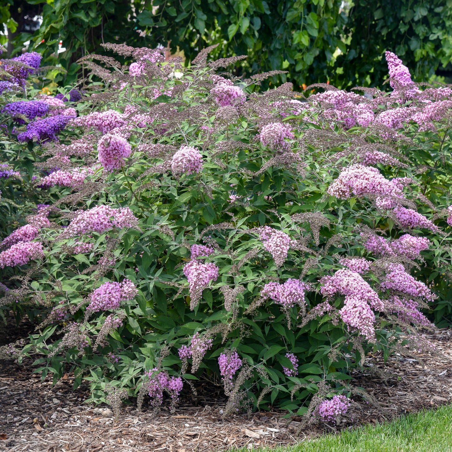 Buddleia Pink Cascade II - Butterfly Bush