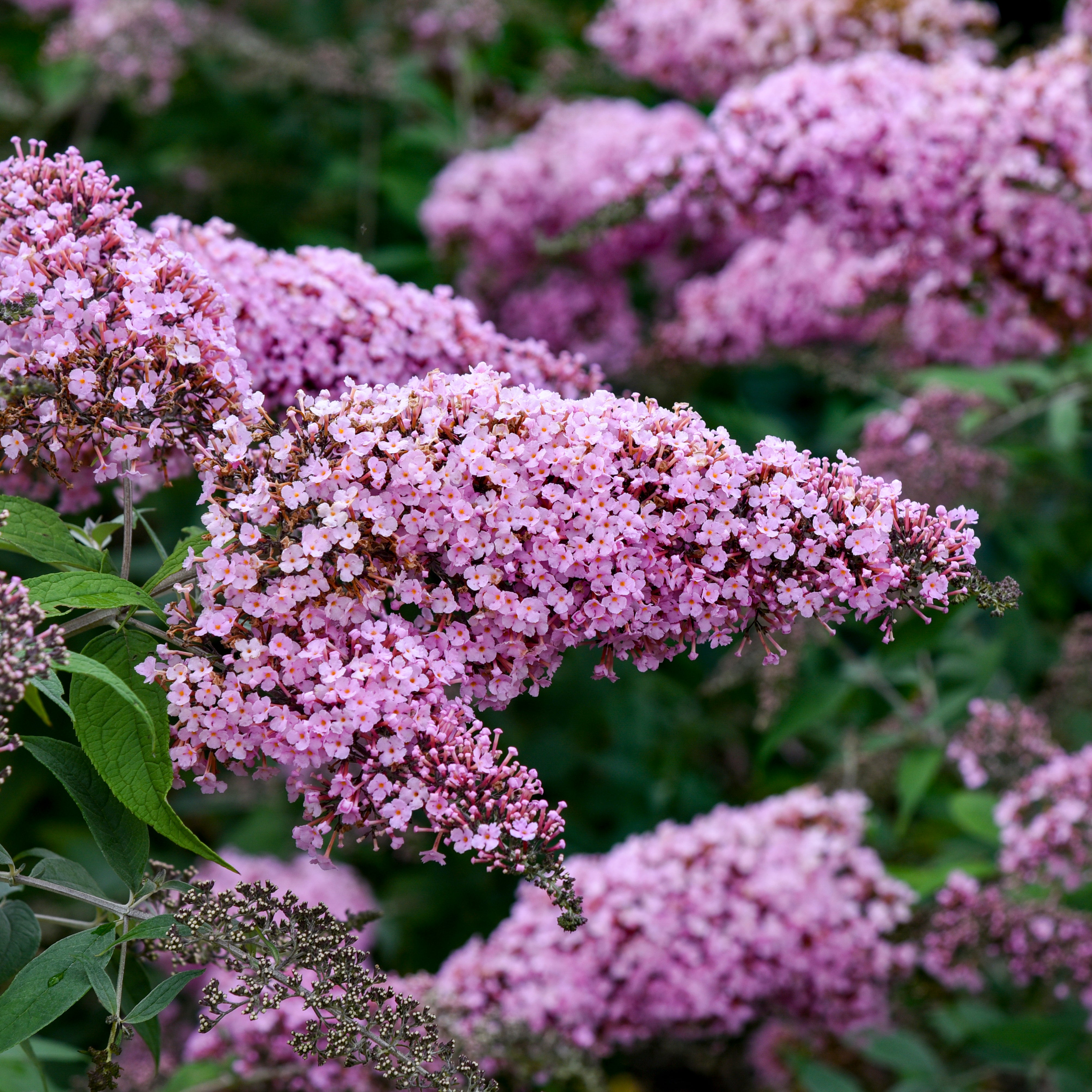 Buddleia Pink Cascade II Butterfly Bush - Thumbnail 2