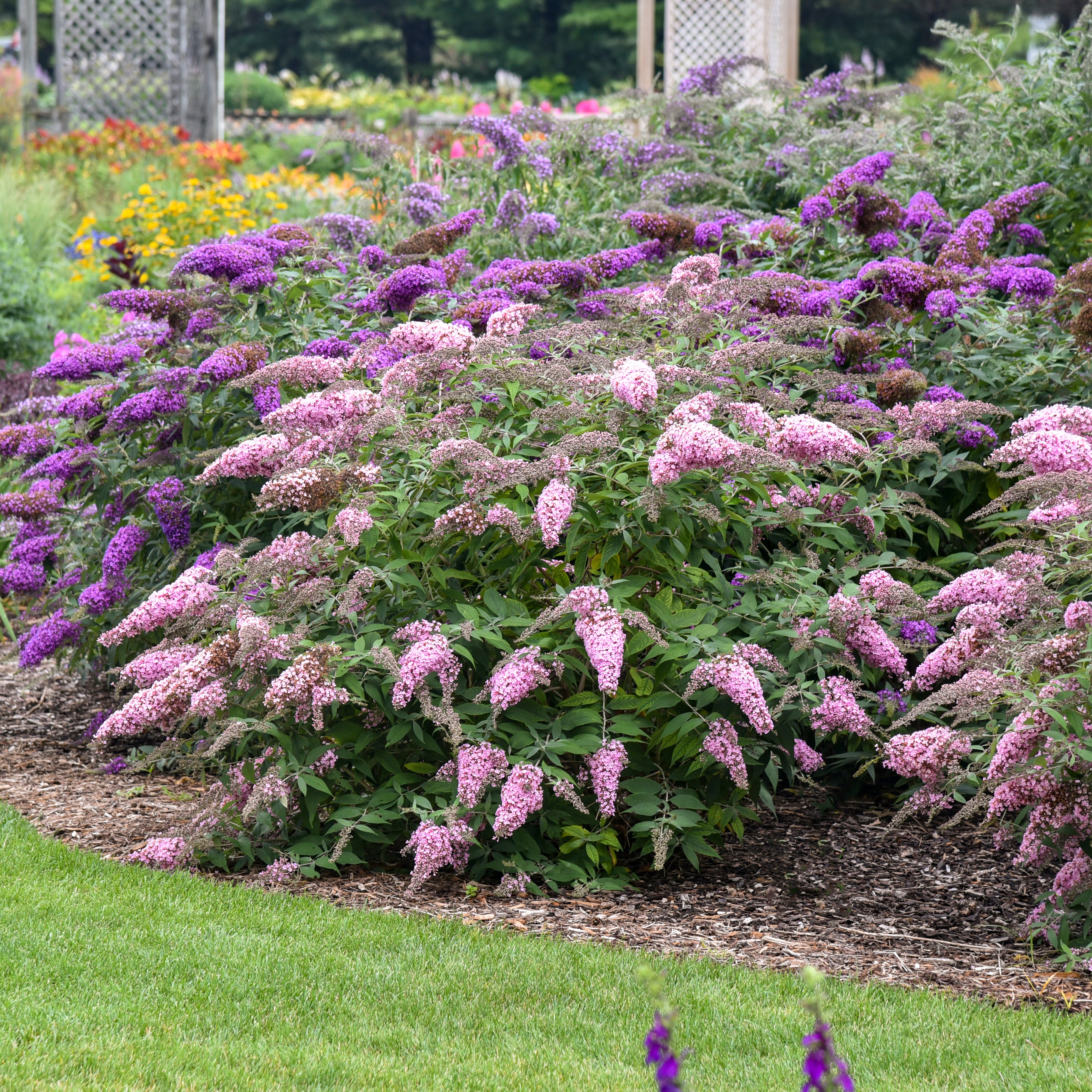 Buddleia Pink Cascade II Butterfly Bush - Thumbnail 3