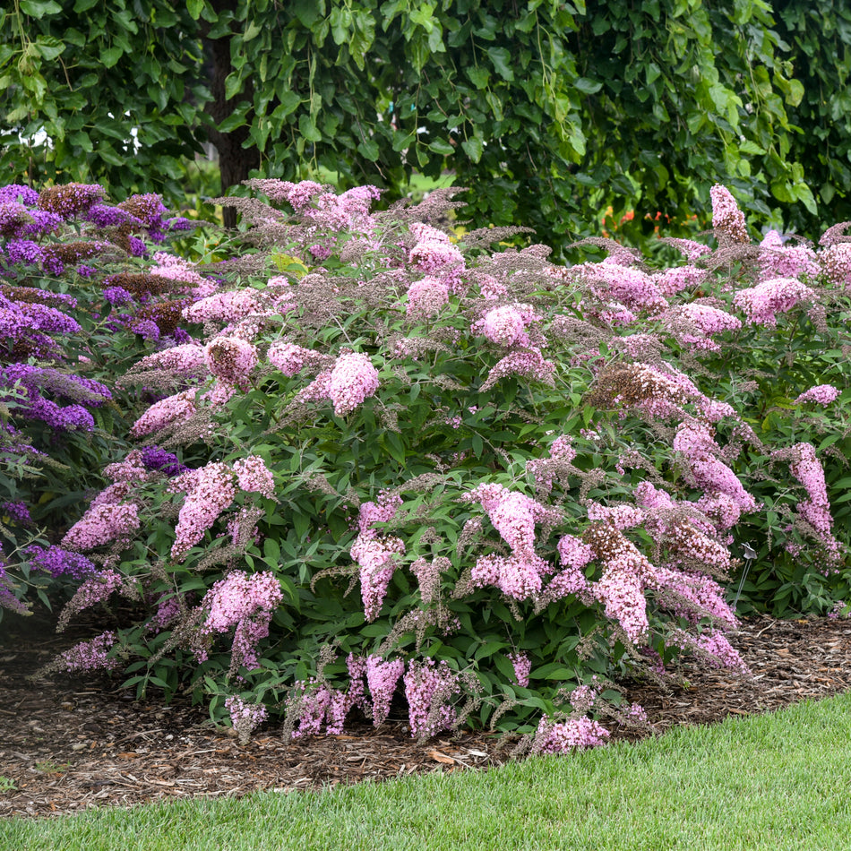 Buddleia Pink Cascade II - Butterfly Bush